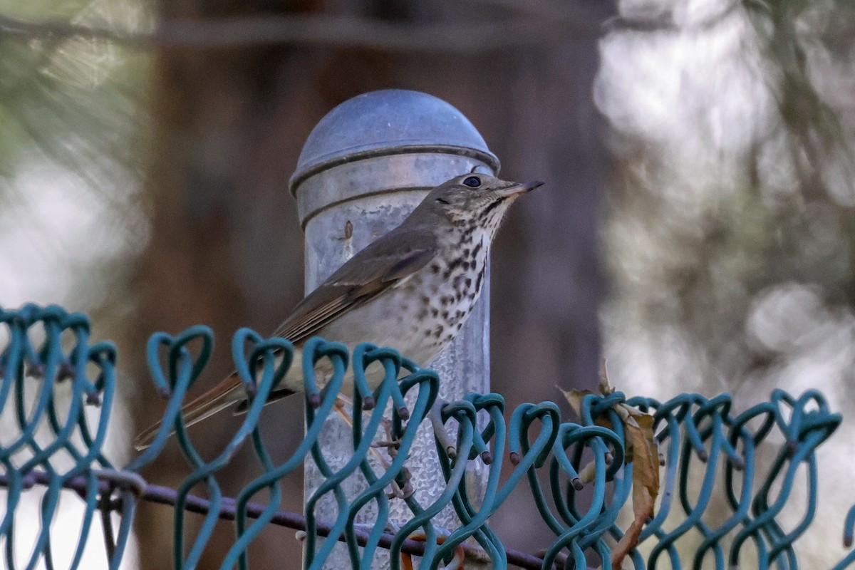 Hermit Thrush - ML646807626