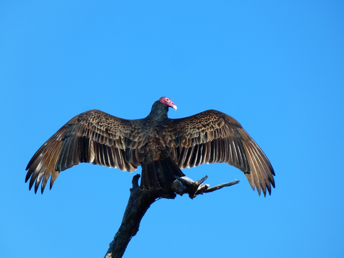 Turkey Vulture - ML646807627
