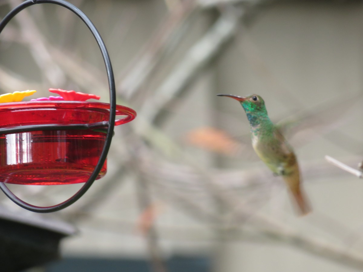 アカハシエメラルドハチドリ - ML646807628