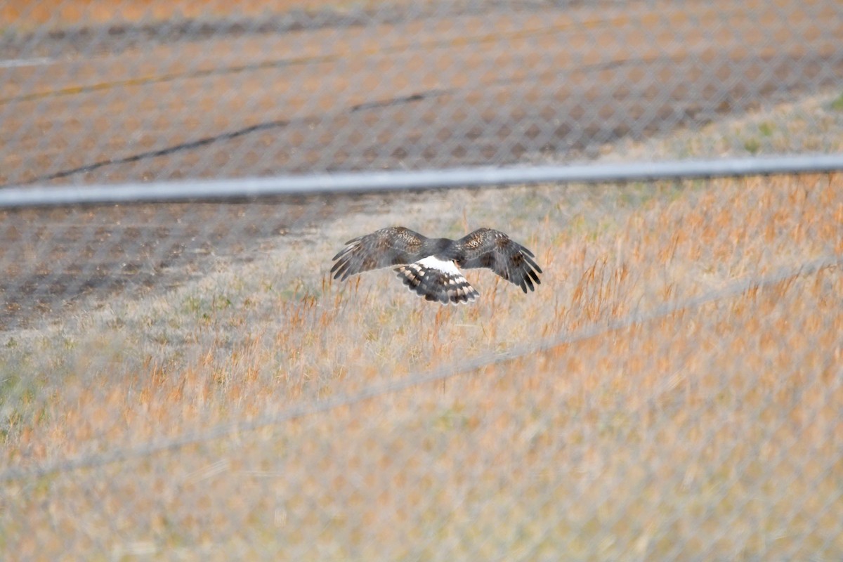 Американский лунь - ML646807630