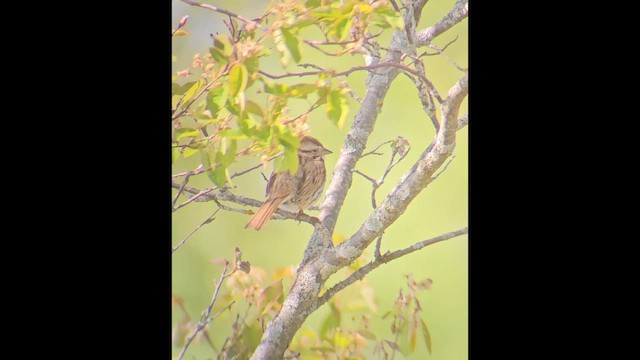 Song Sparrow - ML646807631