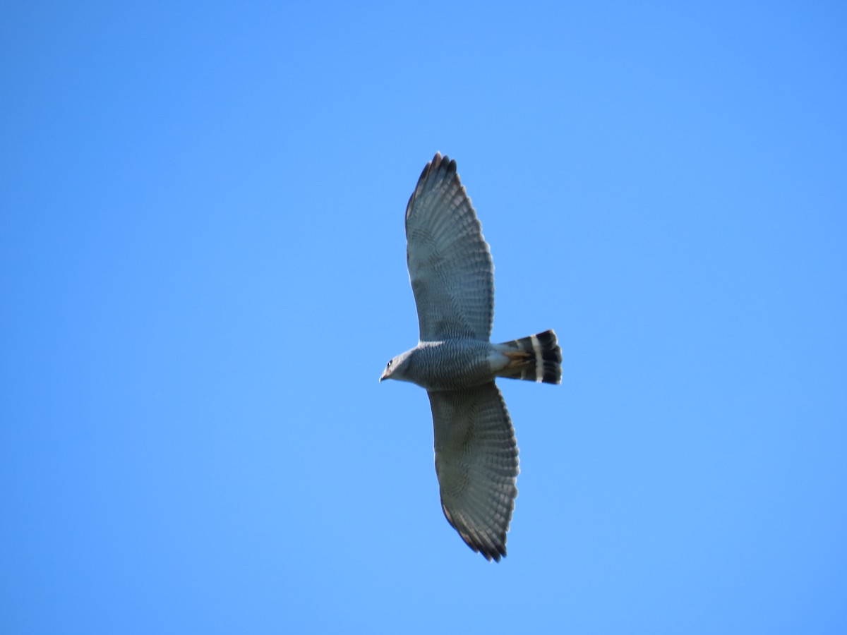 nordgråvåk - ML646807638