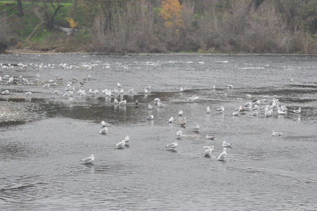 American Herring Gull - ML646807642