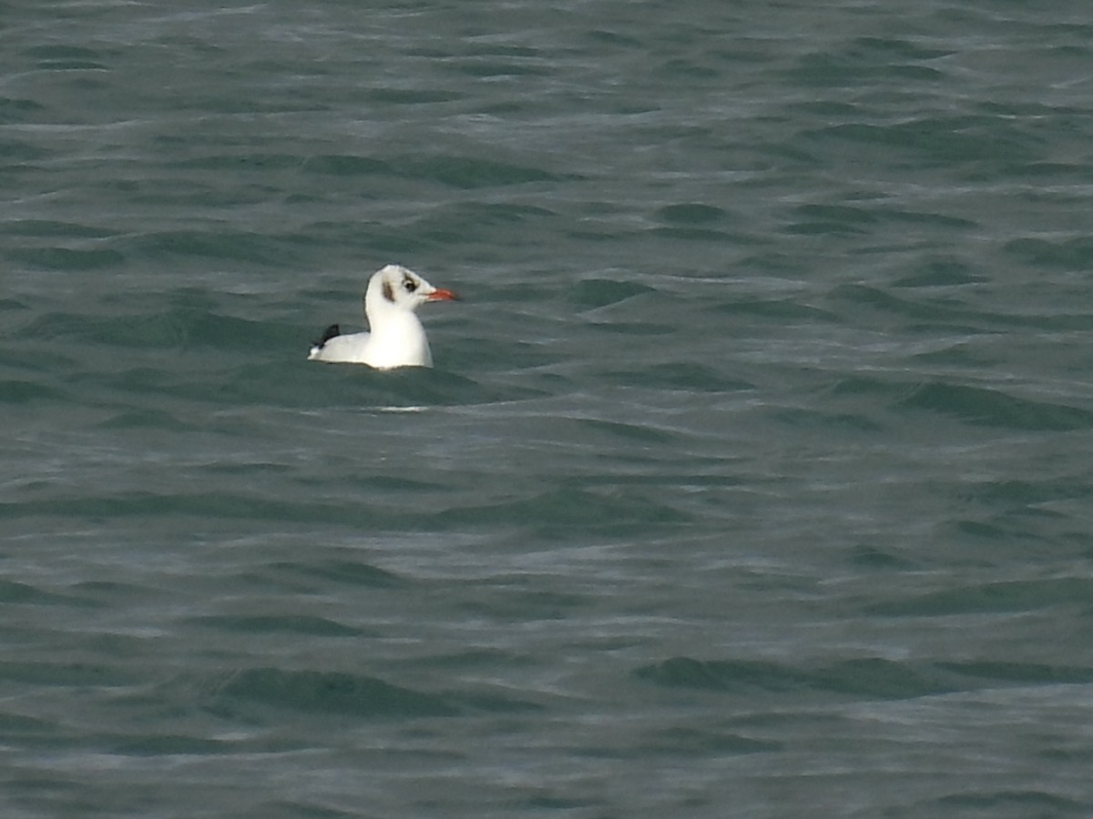 שחף אגמים - ML646807643