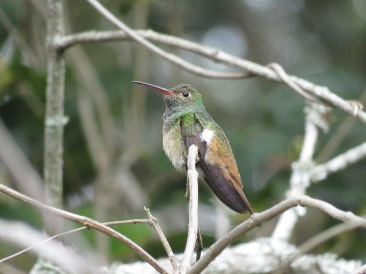 アカハシエメラルドハチドリ - ML646807645