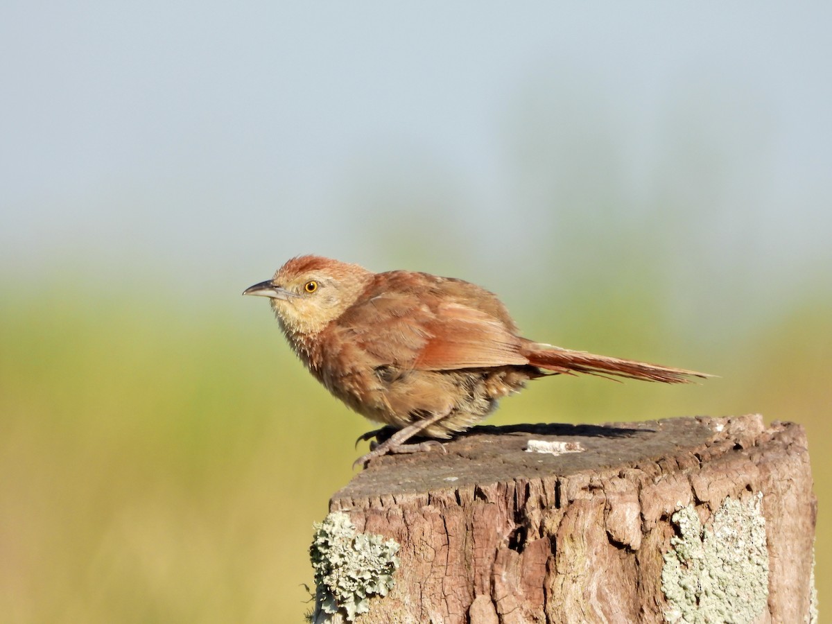 Espinero Pechirrayado - ML646807646