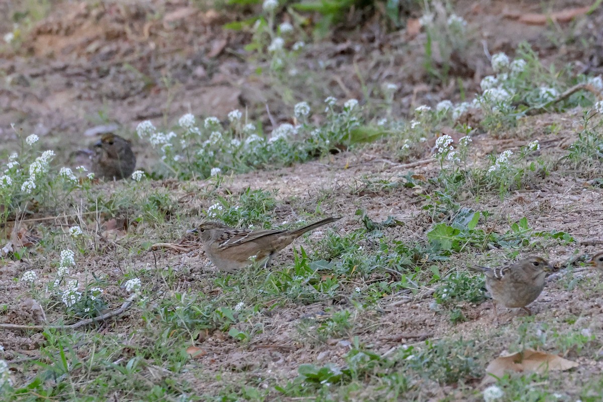 Golden-crowned Sparrow - ML646807647