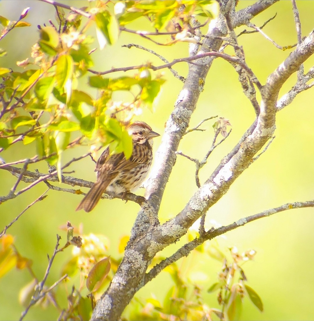 Song Sparrow - ML646807648