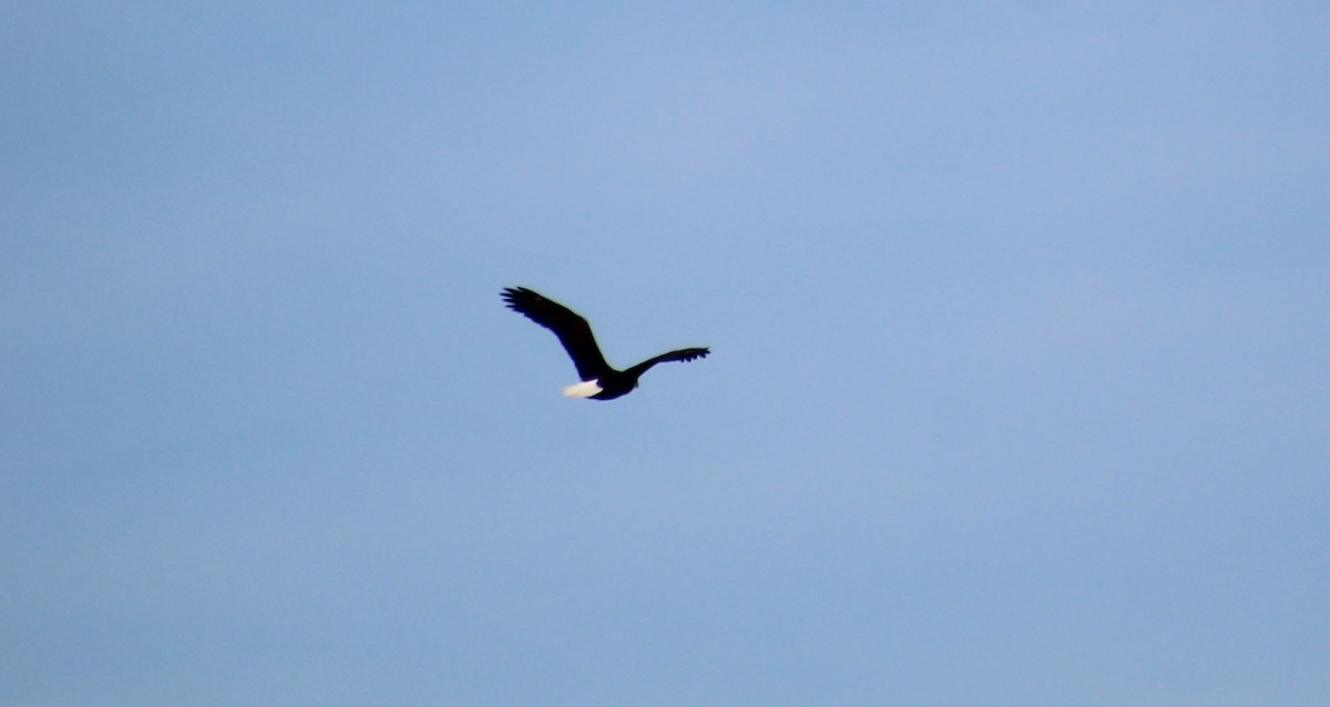 Bald Eagle - ML646807656
