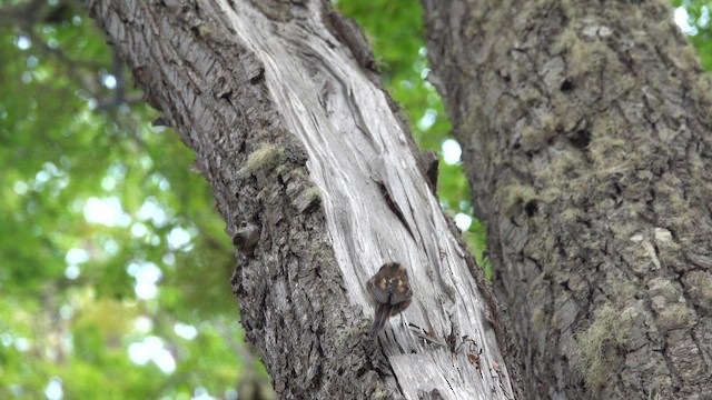 Thorn-tailed Rayadito - ML646807660