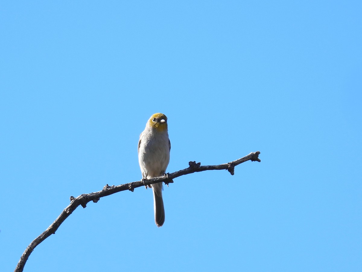 Verdin - ML646807661