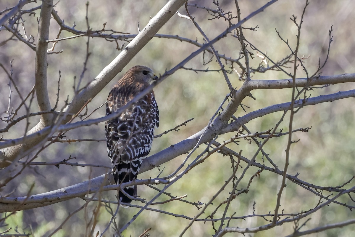 Red-shouldered Hawk - ML646807662