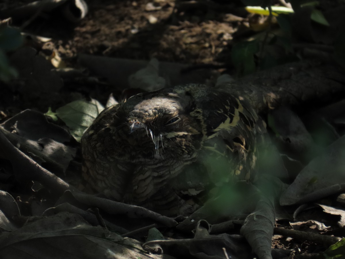 pauraquenattravn - ML646807663