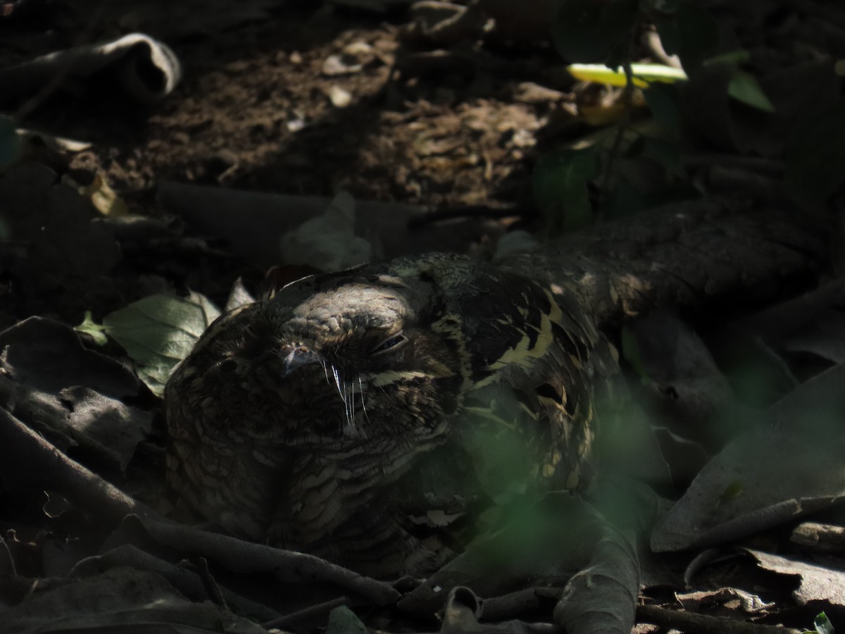 pauraquenattravn - ML646807664