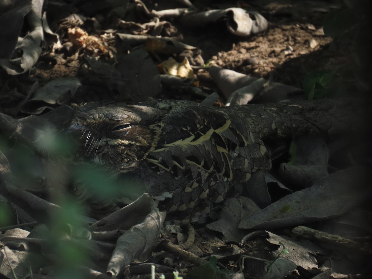 pauraquenattravn - ML646807665