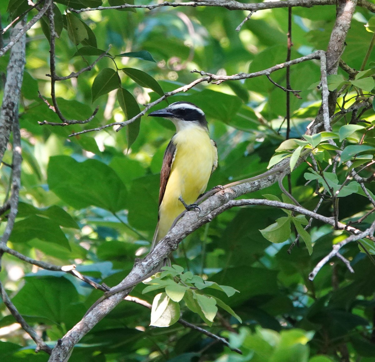 Bienteveo Común - ML646807666