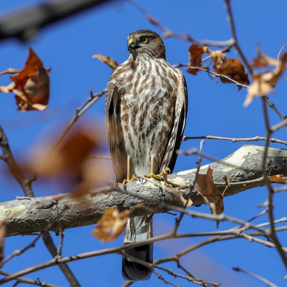 Sharp-shinned Hawk - ML646807667