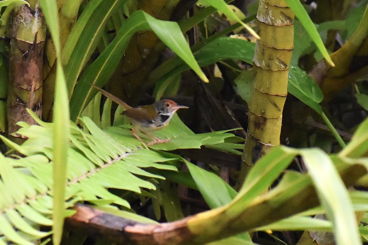 langstjertskredderfugl - ML646807668