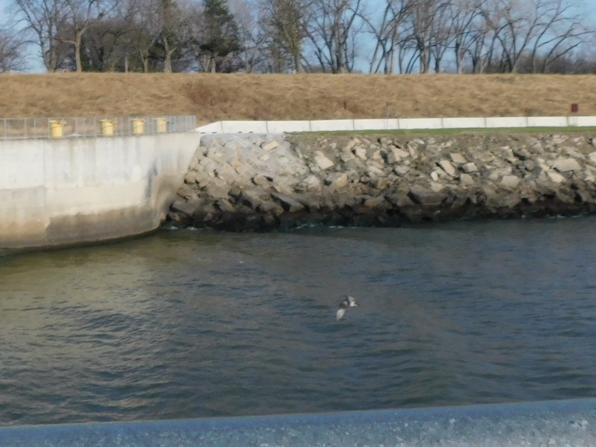 American Herring Gull - ML646807669