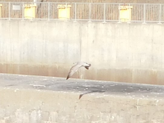 American Herring Gull - ML646807670