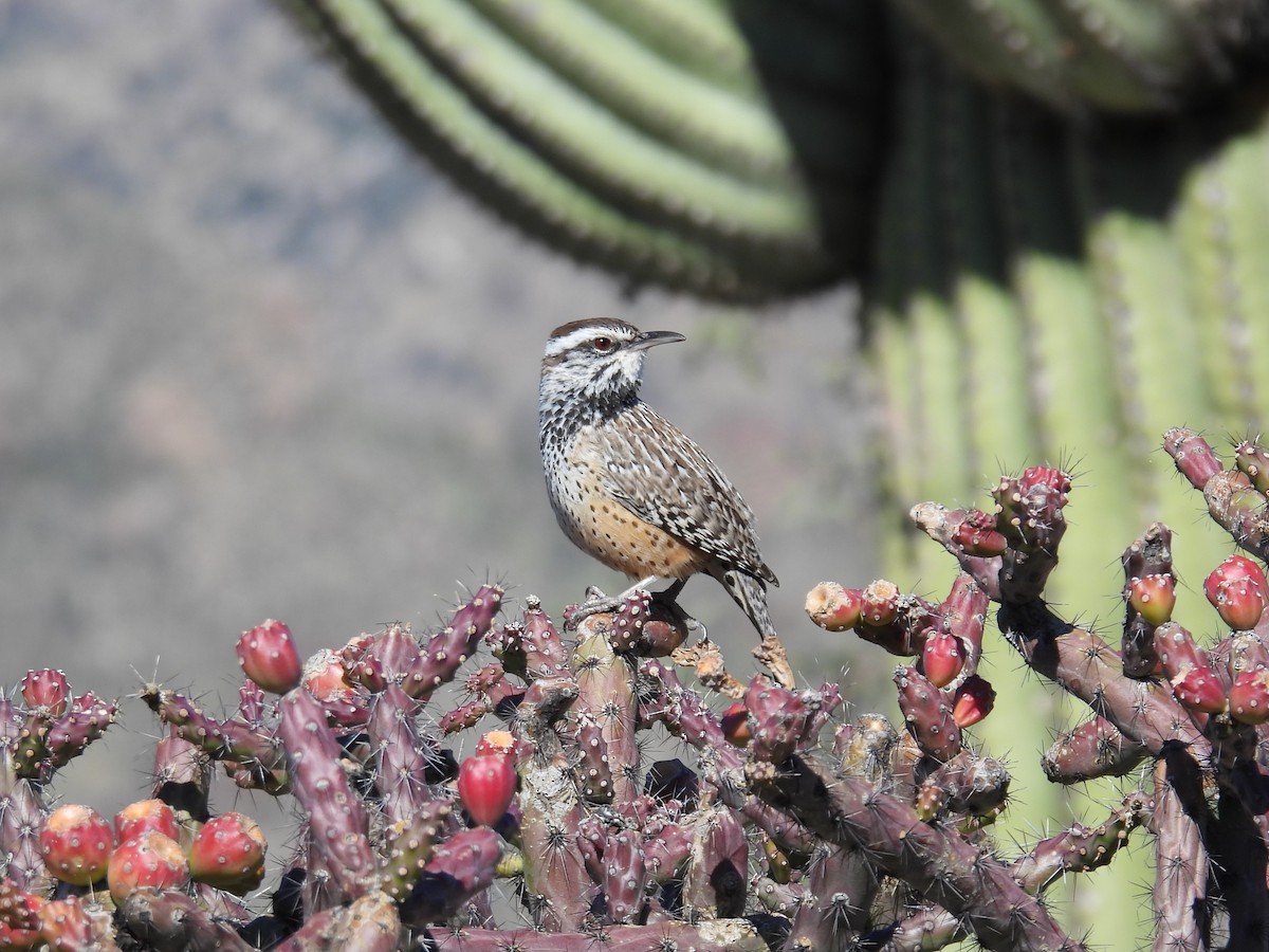 Cactus Wren - ML646807671