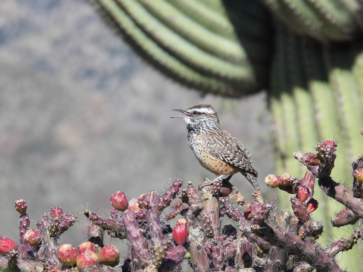 Cactus Wren - ML646807672