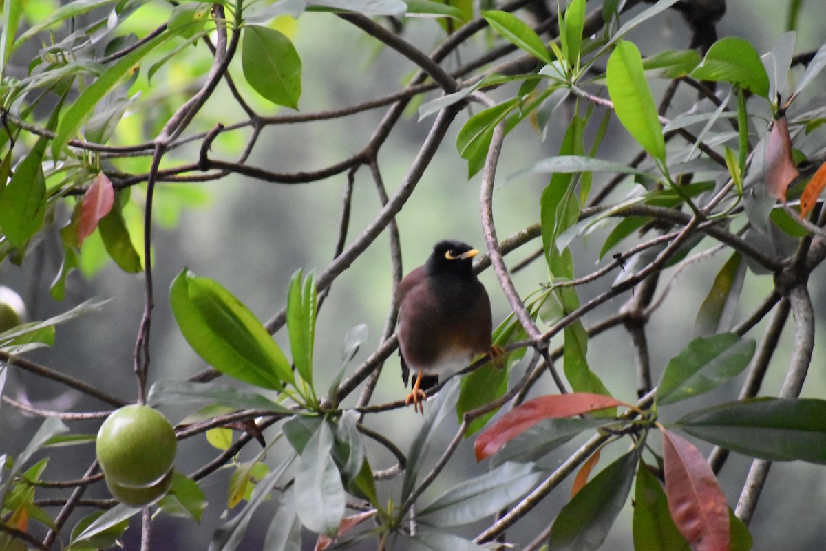 hyrdestær - ML646807673