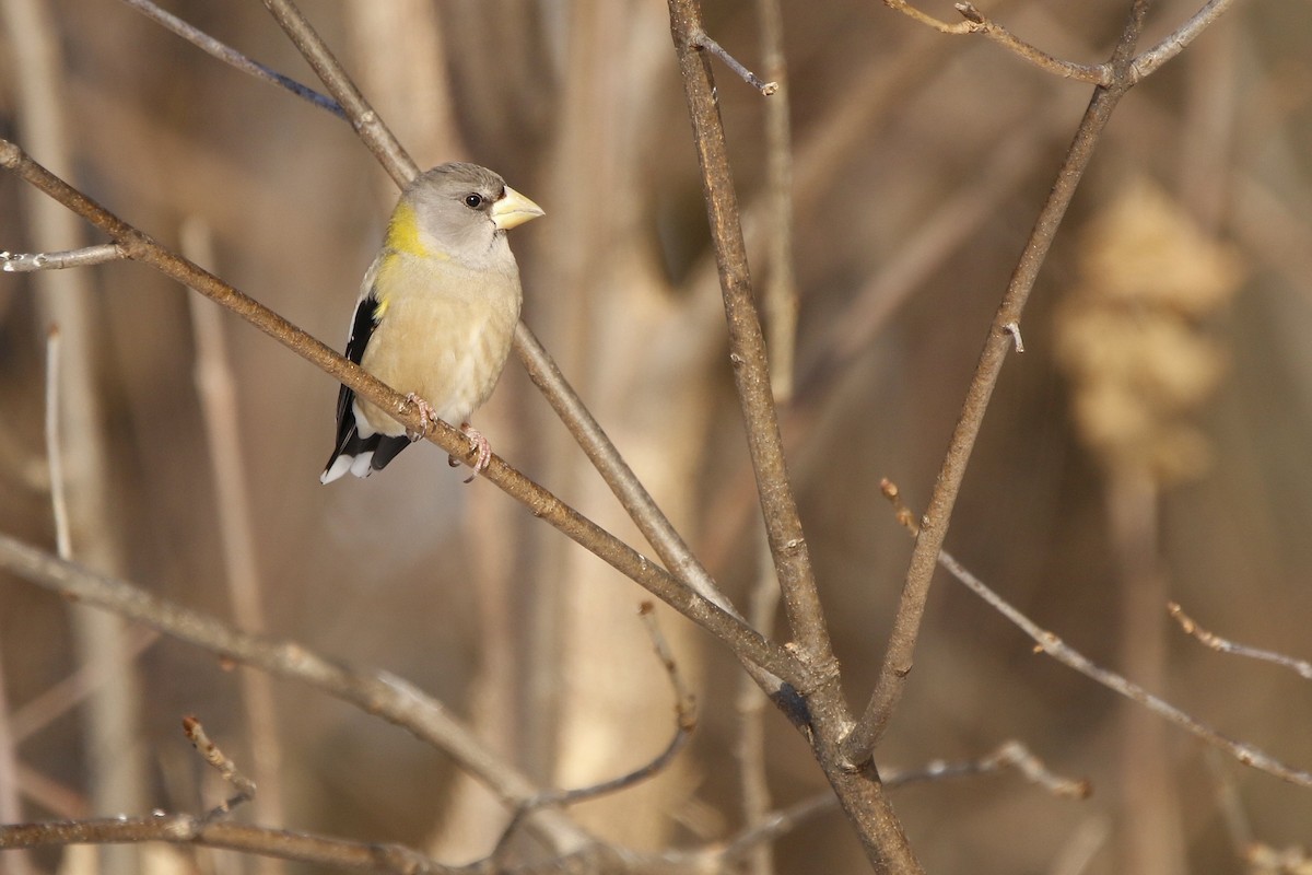 Evening Grosbeak - ML646807674