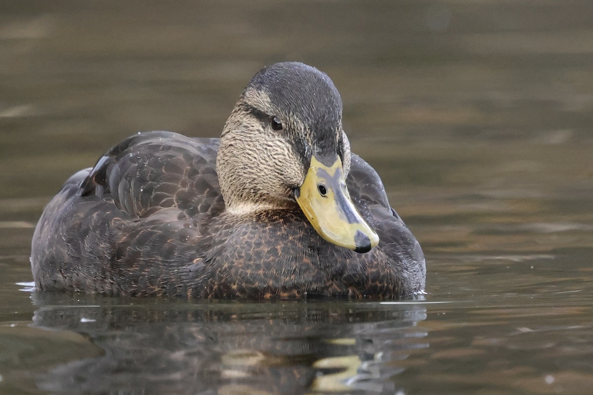 ברווז שחור אמריקני - ML646807675