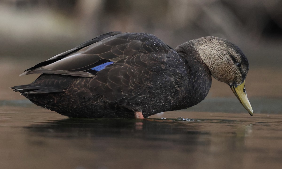 ברווז שחור אמריקני - ML646807676