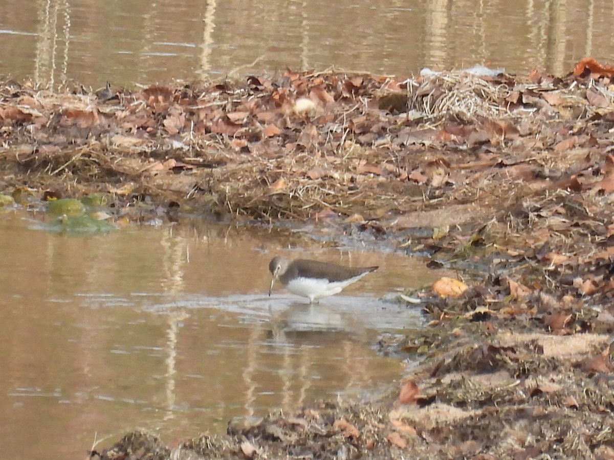 ביצנית שחורת-כנף - ML646807677