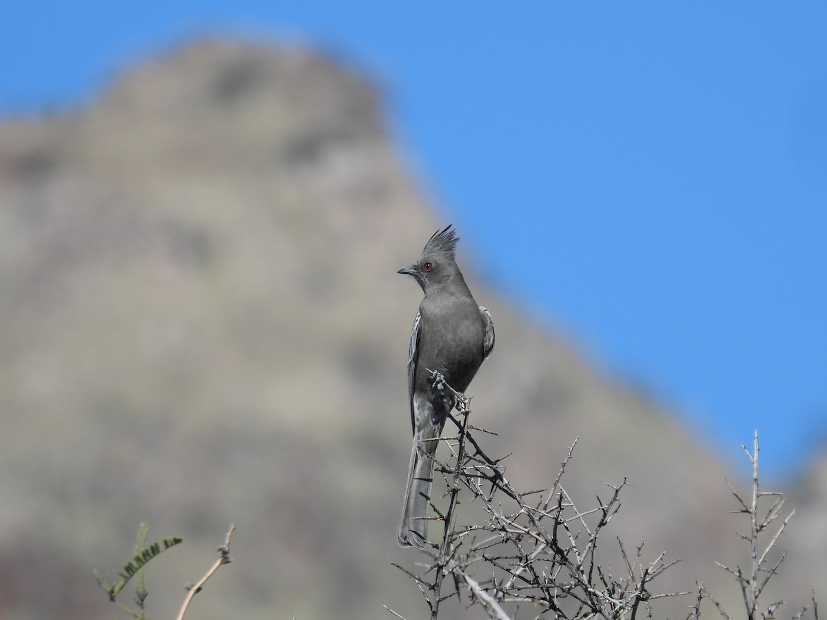 Phainopepla - ML646807678