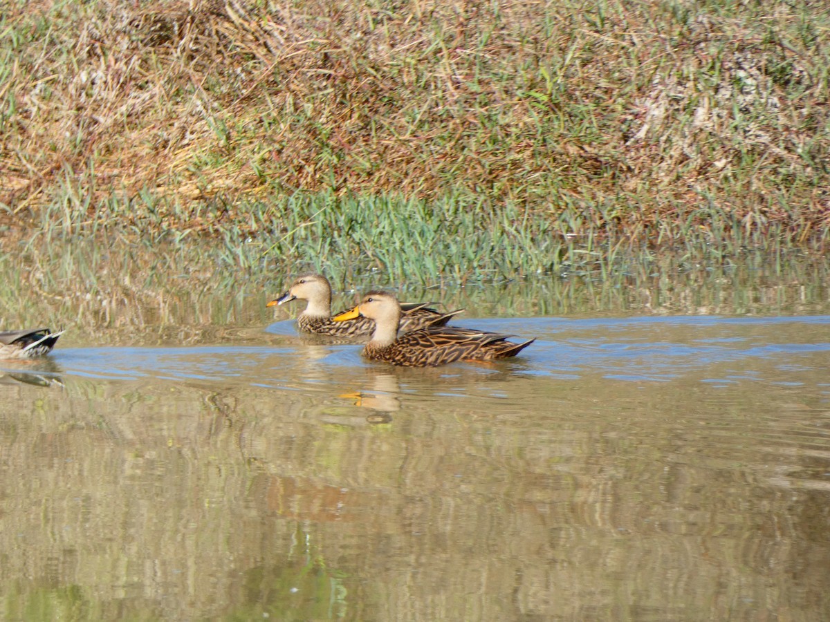 Mottled Duck (Florida) - ML646807679