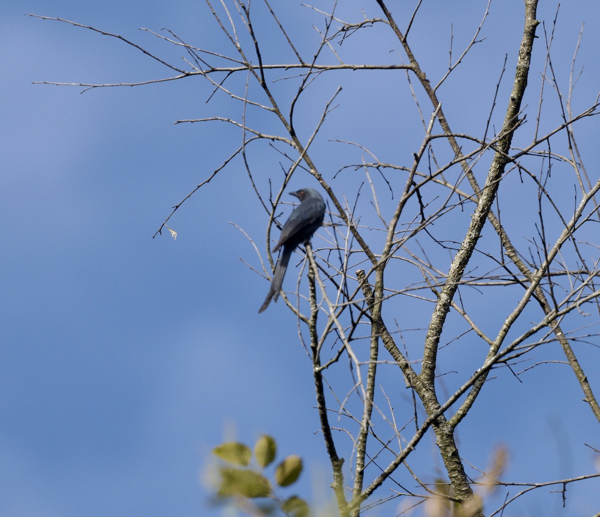 灰卷尾 - ML646807680