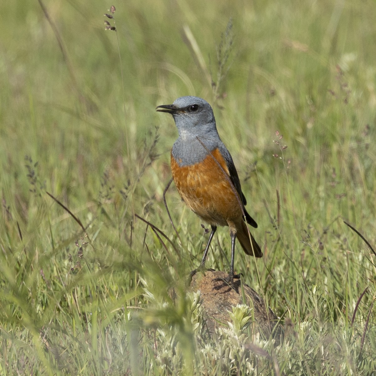 Sentinel Rock-Thrush - ML646807683