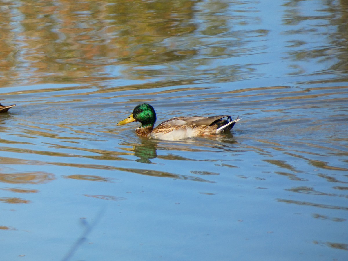 雑種 マガモ ｘ マダラガモ - ML646807684