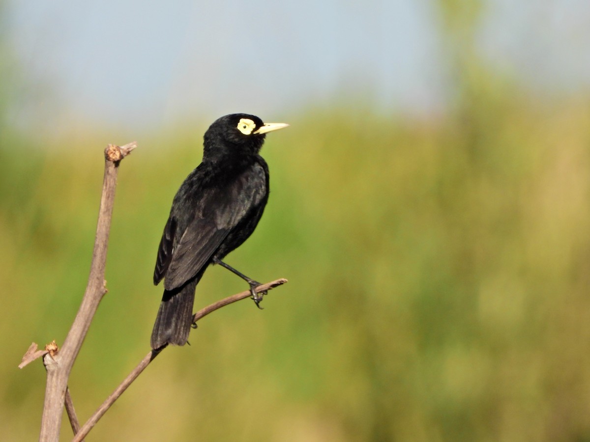 Spectacled Tyrant - ML646807685