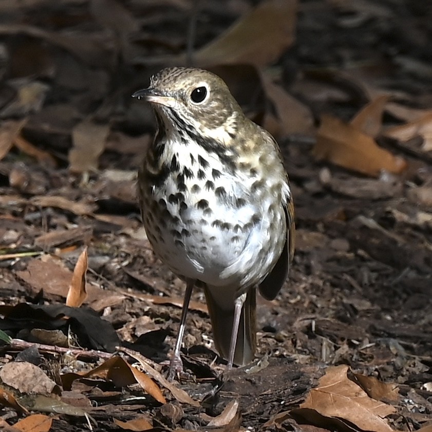 Hermit Thrush - ML646807686