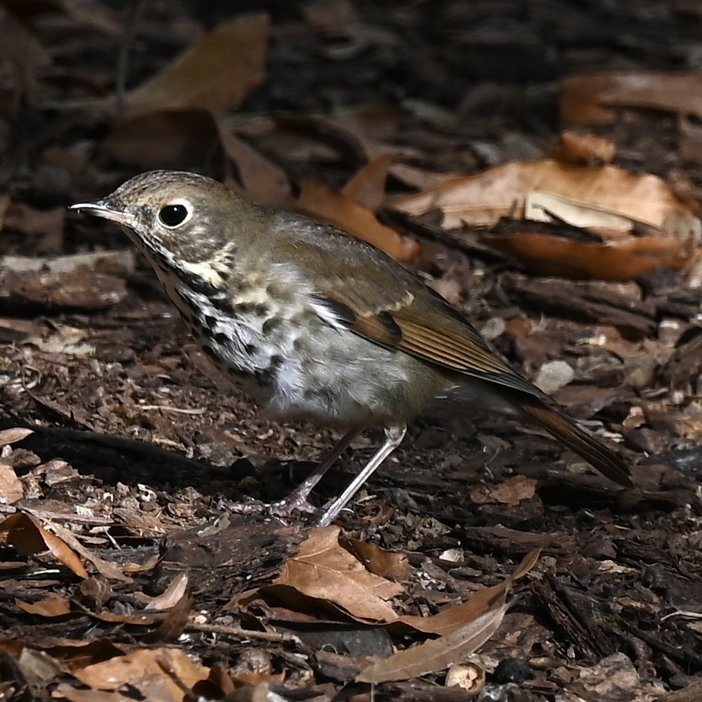 Hermit Thrush - ML646807687