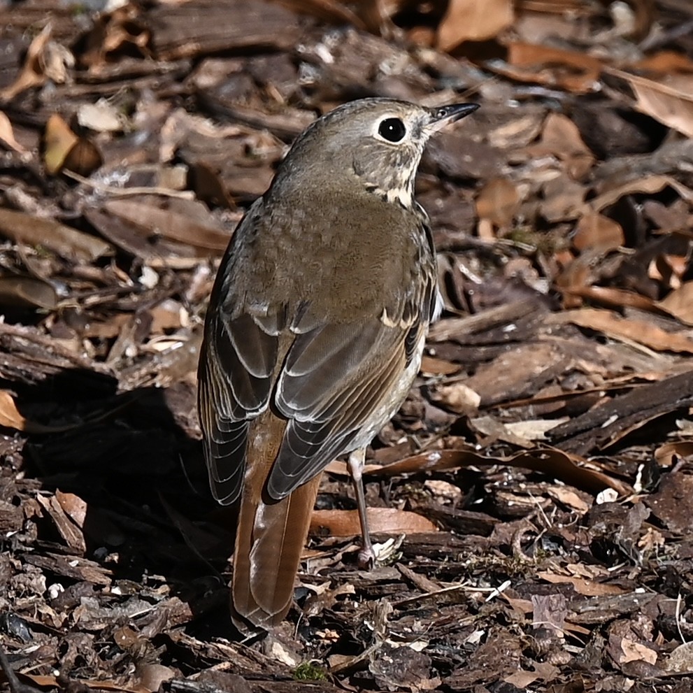 Hermit Thrush - ML646807688