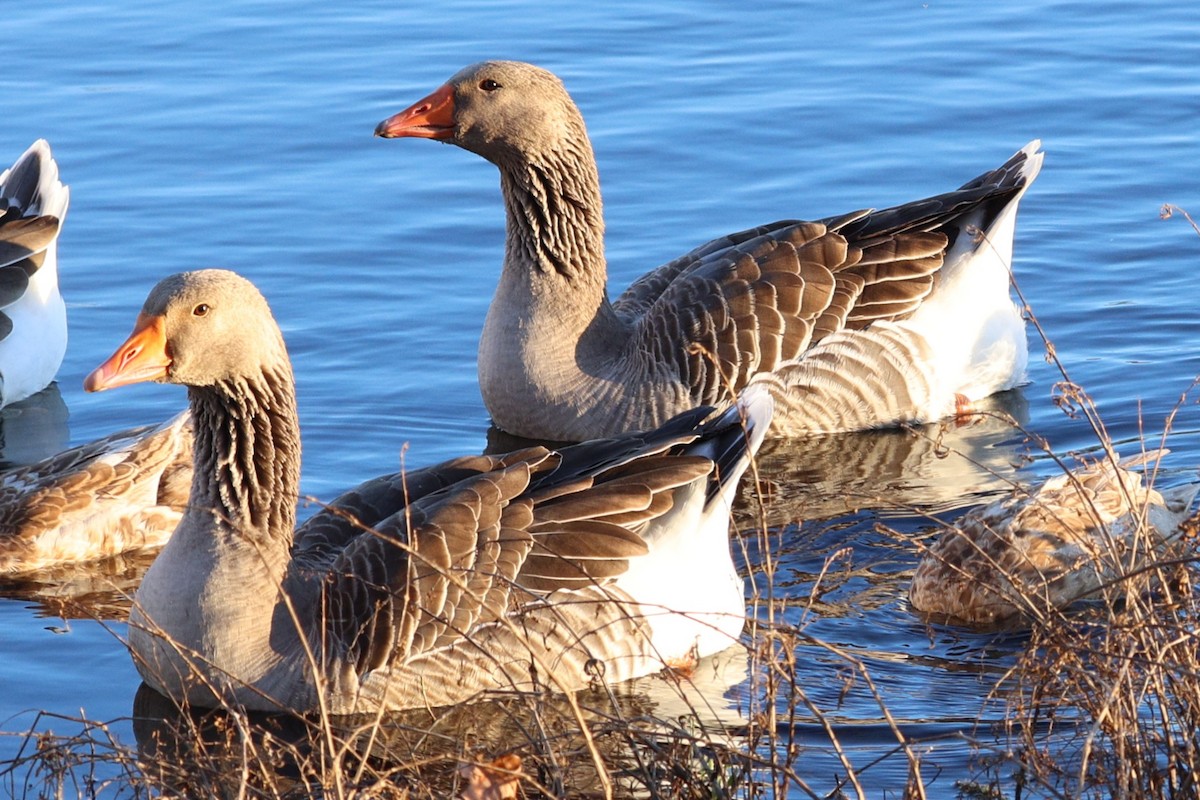 Greater White-fronted Goose - ML646807689