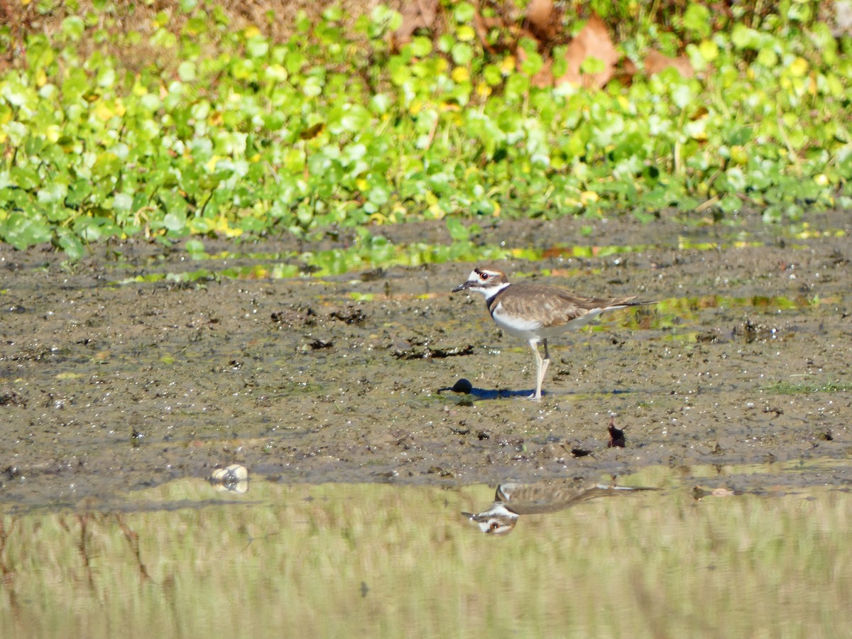 Killdeer - ML646807690