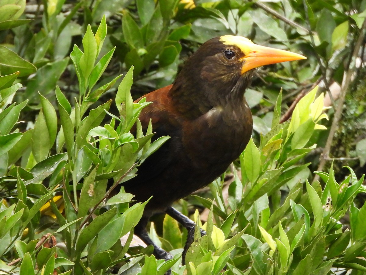 Russet-backed Oropendola - ML646807691