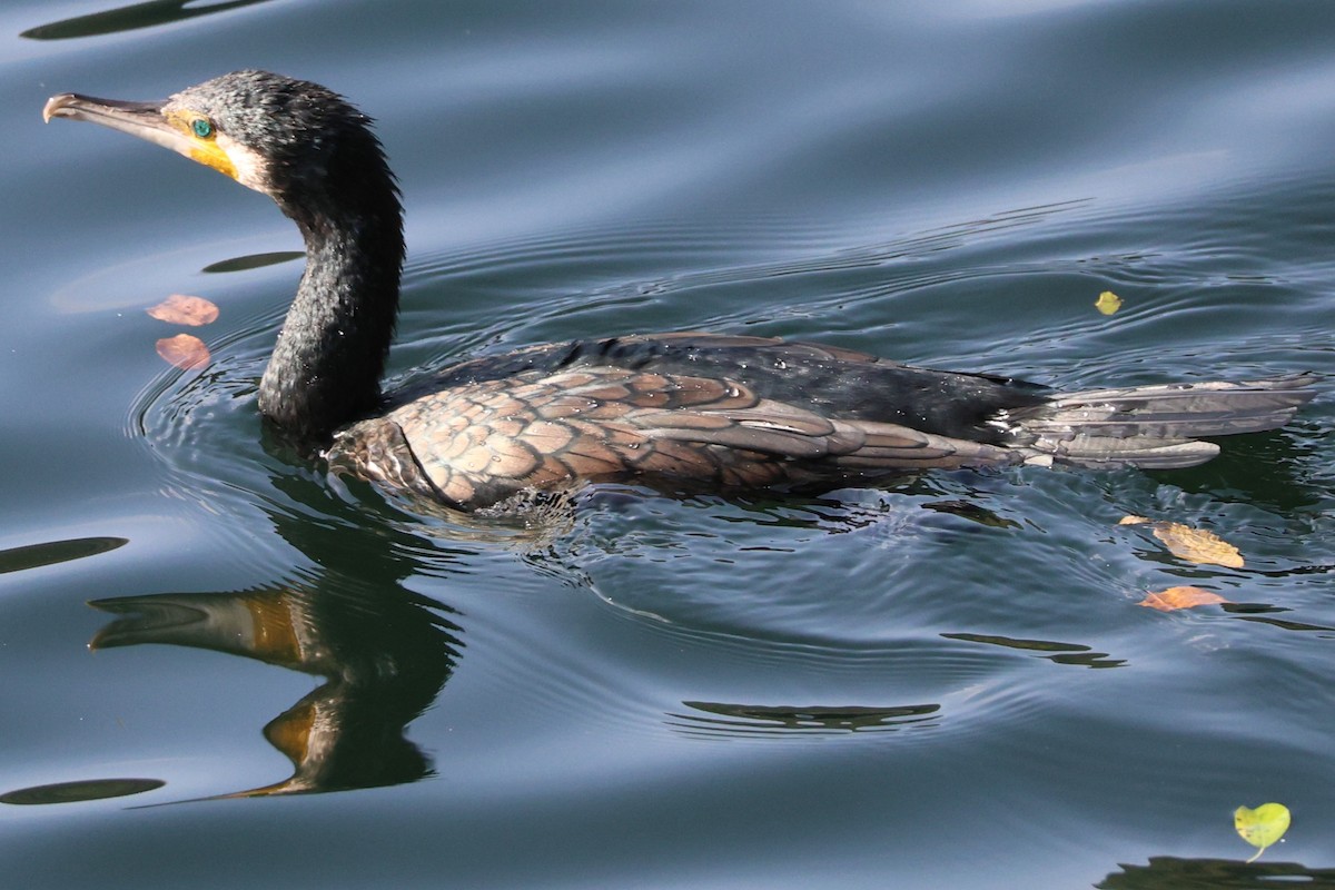 Great Cormorant - ML646807706
