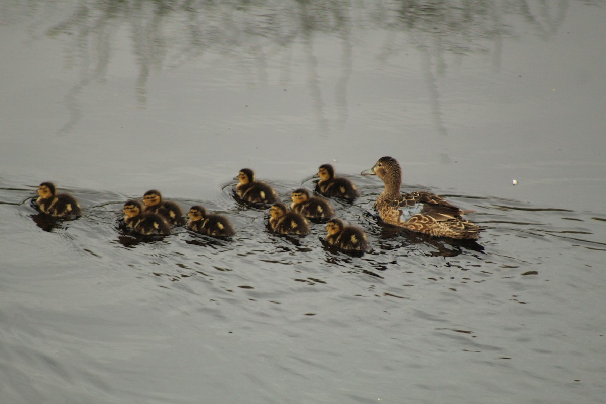 Cinnamon Teal - ML646807708