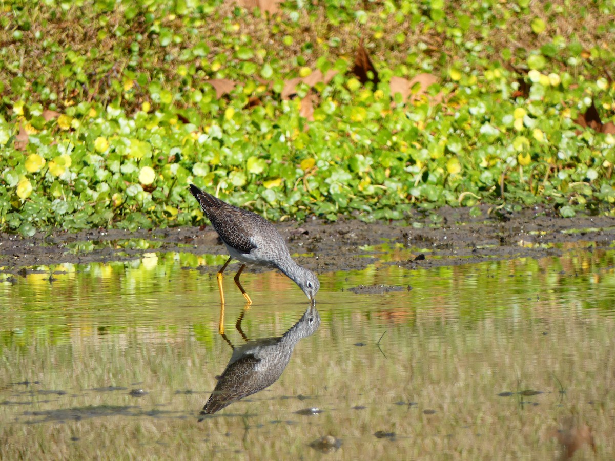 Greater Yellowlegs - ML646807709