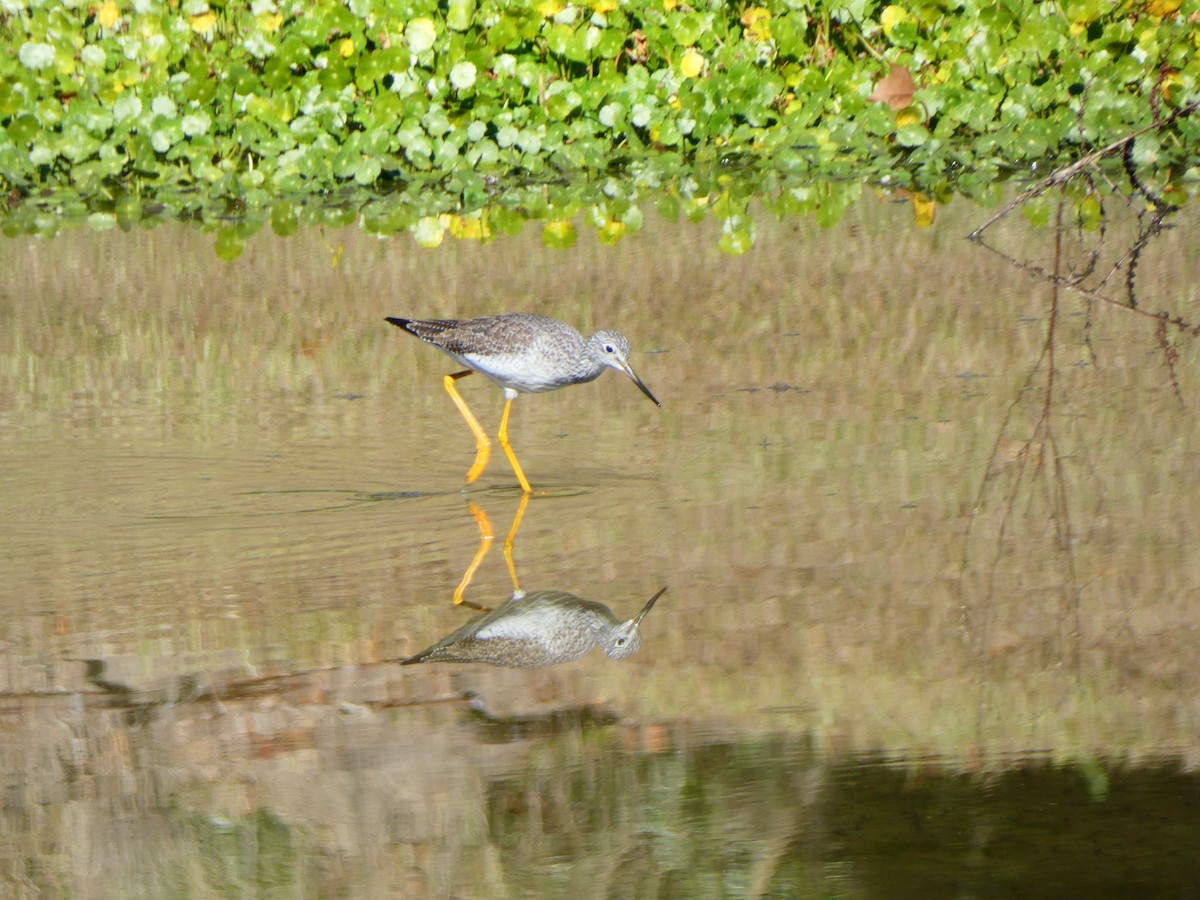 Greater Yellowlegs - ML646807710