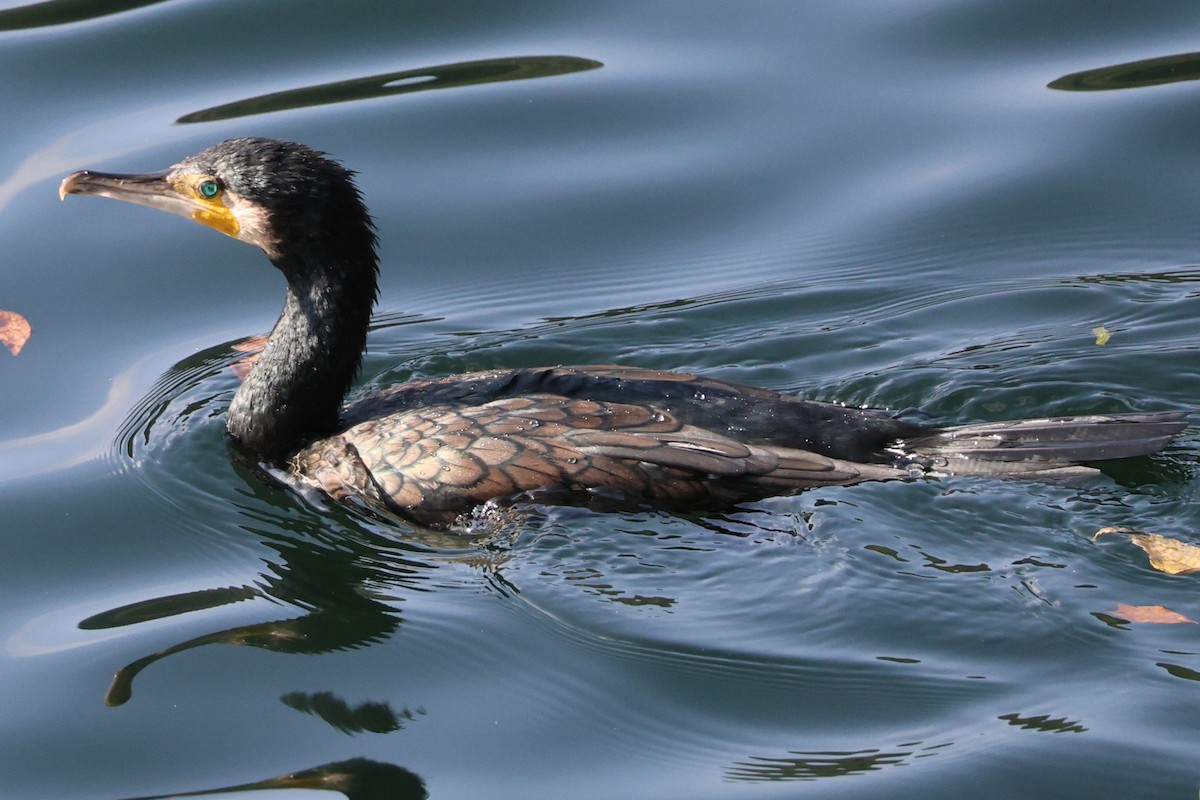 Great Cormorant - ML646807711