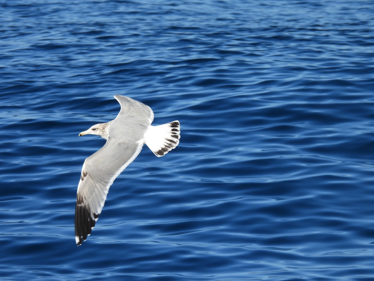 California Gull - ML646807713
