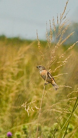 Marsh Seedeater - ML646807714